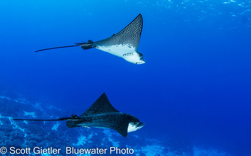 A pair of eagle rays swims by in the clear, blue waters of French Polynesia! Photo: Scott Gietler