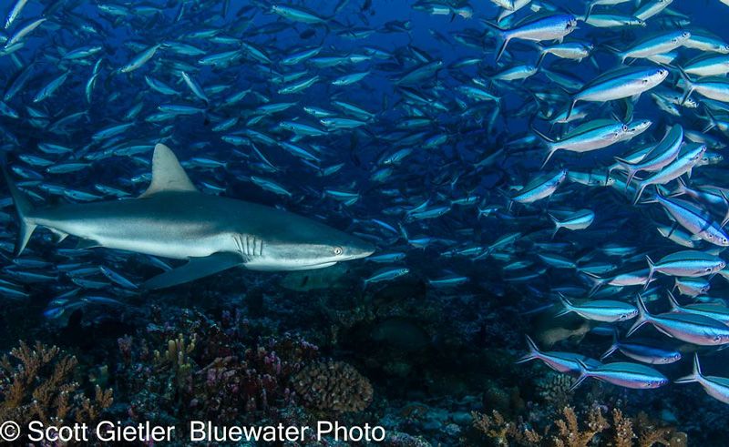 A shark swims in a school of fish. Photo: Scott Gietler