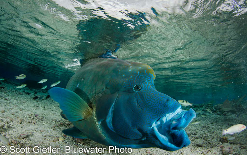 A Napoleon Wrasse stretches its lips! Photo: Scott Gietler