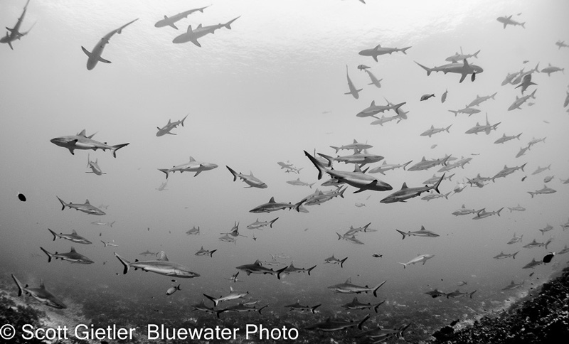 How many sharks? This was shot during the Bluewater Photo workshop to see a grouper spawning and resulting shark aggregation. Photo: Scott Gietler