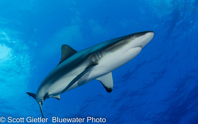 A shark swims over the reef. Photo: Scott Gietler