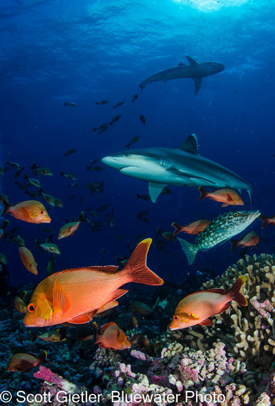 Sharks and fish cover a beautiful reef in clear water - this is a photographer's dream! Photo: Scott Gietler