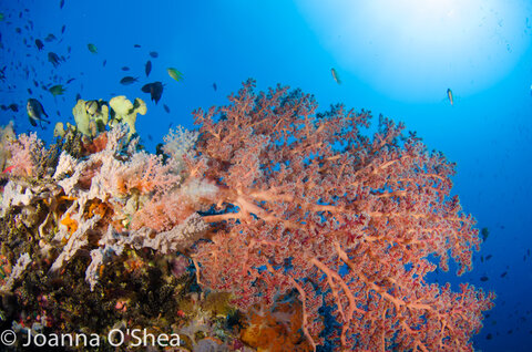 Scenic reefs await visiting underwater photographers. Photo: Jo O'Shea