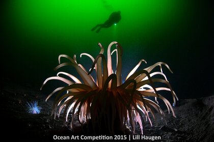 "Anemone light" 1st Place - Lill Haugen