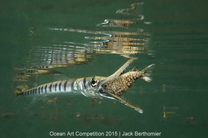 "Fast strike of a Tylosorus crocodilus on a juvenile kyphosus vaigiensis" 1st Place- Jack Berthomier