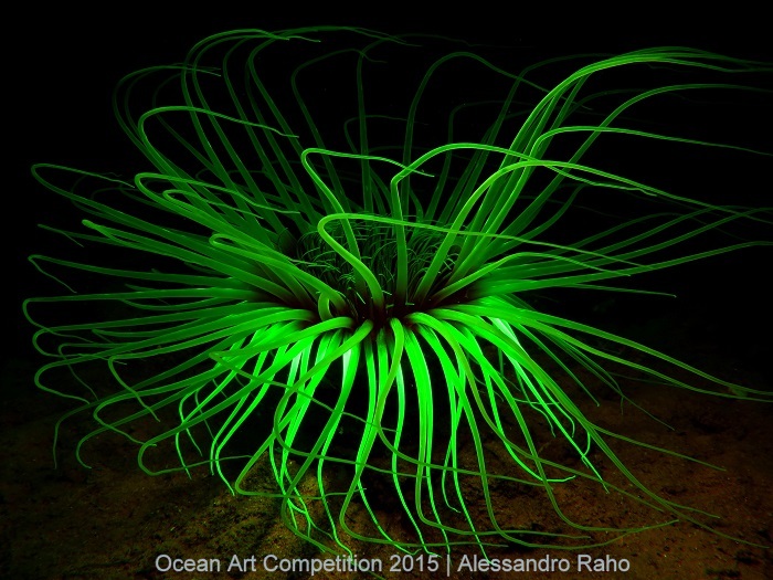 "The Fluorescent Cerianthus" 1st Place - Alessandro Raho