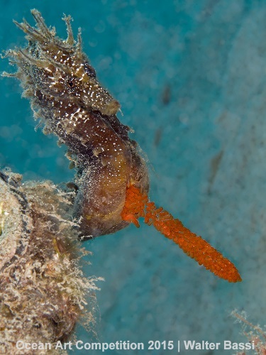 "Dad and her Eggs" 1st Place - Walter Bassi