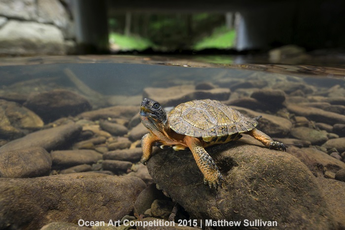 "Wood Turtle" 1st place - Matthew Sullivan