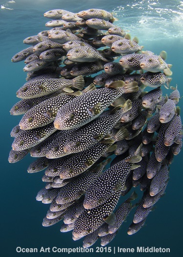 "Panic Puffer School" 1st Place - Irene Middleton