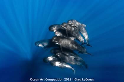 "Pilot Whales" 1st Place – Greg LeCoeur