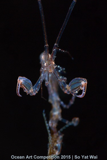 "Skeleton Shrimp" 1st Place - So Yat Wai