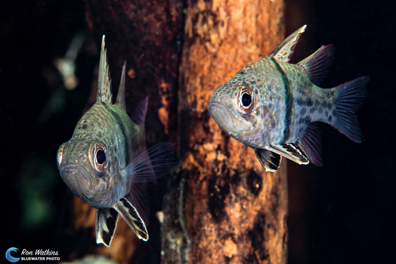 Two cardinalfish watch the photographer at a jetty, making great macro subjects. Photo: Ron Watkins