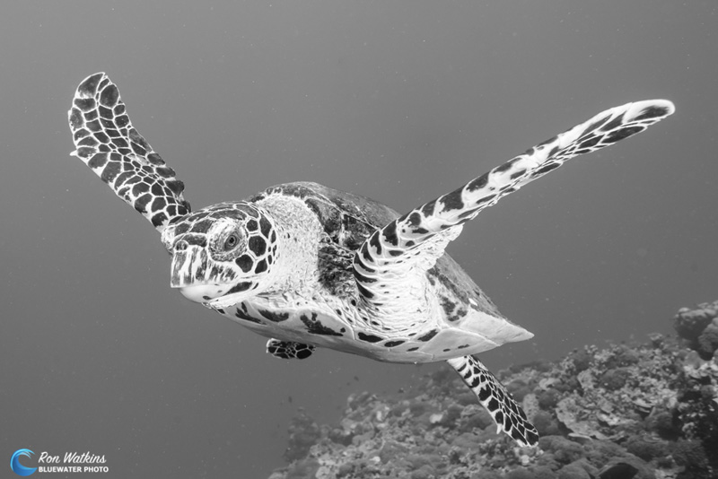 A turtle leaves the reef to swim towards the surface. Photo: Ron Watkins