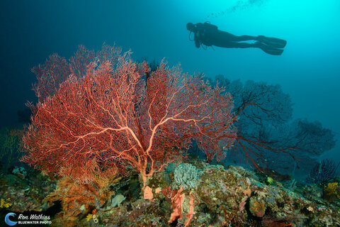 A scuba diver hovers above a large sea fan. Photo: Ron Watkins