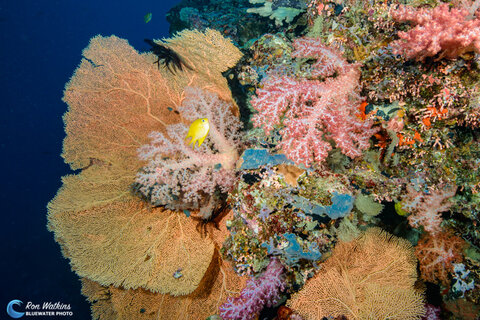 Beautiful detail on a Solomon Islands reef. Photo: Ron Watkins