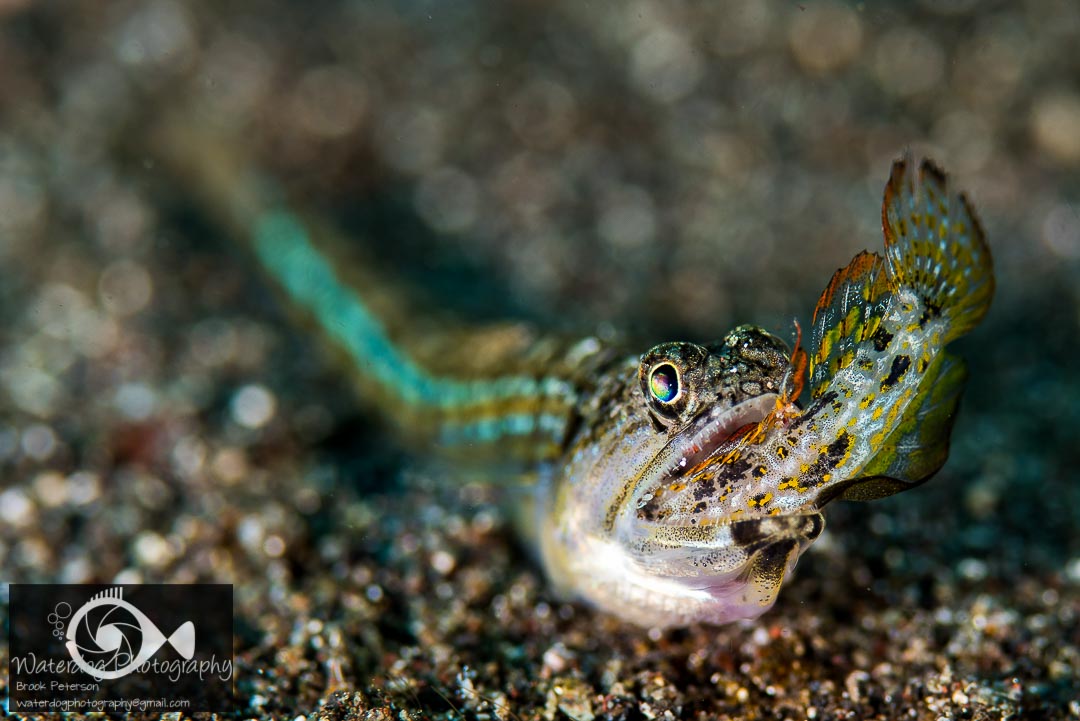 The most important detail in this image is the face and teeth of the fish that is eating. The depth of field is relatively shallow to fo-cus more attention on the action. Nikon D810, 105mm lens, ISO 100, 1/320th, f/9 Brook Peterson macro
