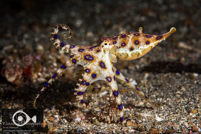 This Blue Ring Octopus image was created with two strobes on different power. The strobe on the left is set to low power, and the one on the right is set to high power, giving the animal more texture, and setting it apart from the background. Nikon D810, ISO 100, 105mm, f/18, 1/320th, and two Sea&Sea YS-D1 Strobes
