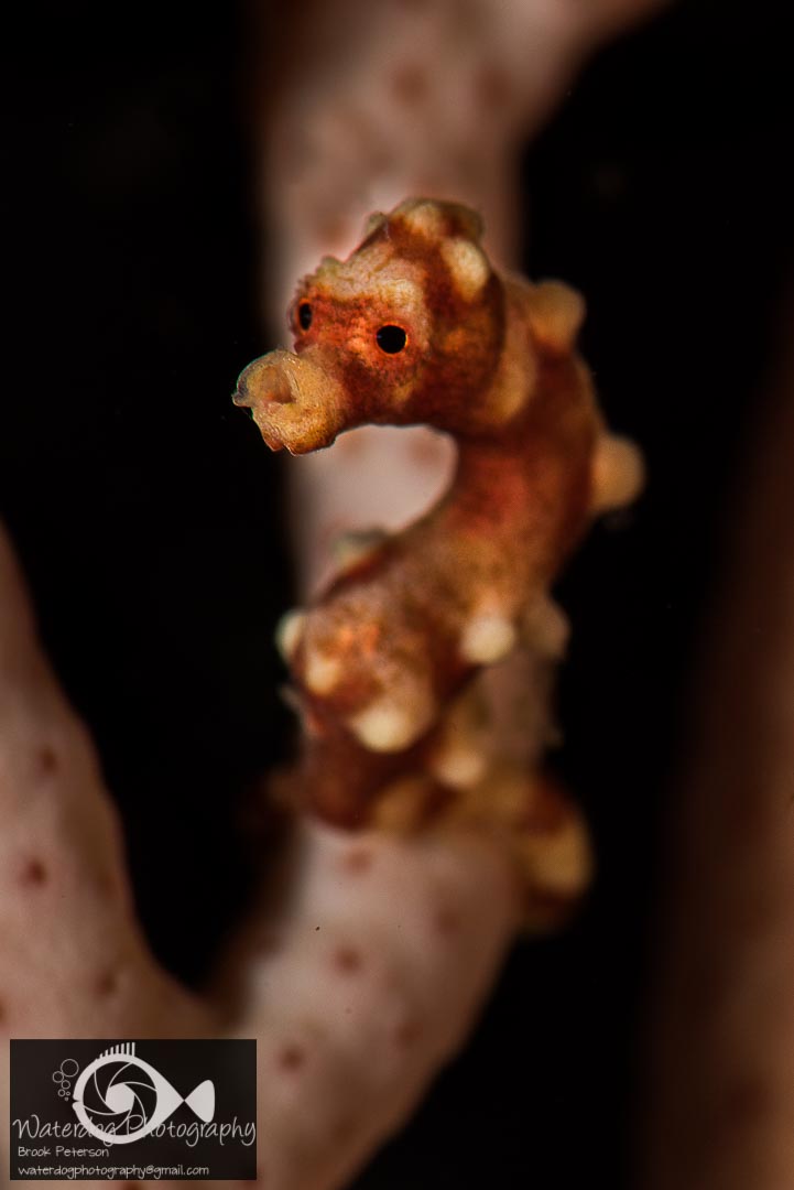 This Pygmy Seahorse is less than half an inch long and was shot using the same 105mm lens with the Nauticam SMC, two strobes set to low power, ISO 100, 1/320th, f/25, Nikon D810 Brook Peterson Pygmy Seahorse Macro