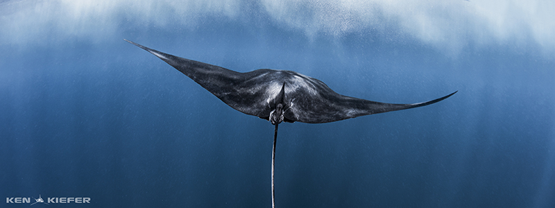 A manta ray flies off into the blue water. Canon 5Ds with Canon 8-15mm fisheye lens in Ikelite housing. Photo: Ken Kiefer