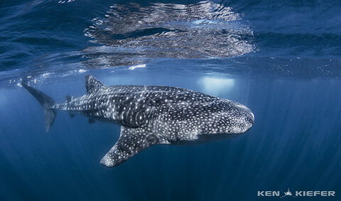A whale shark glides through the water while feeding in Mexico. Canon 5Ds with Canon 8-15mm fisheye in Ikelite housing. Photo: Ken Kiefer