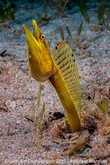 "Yellow Throat" 2nd Place - Abimael Marquez