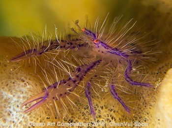 "Need a Haircut?" 2nd Place - ChenVui Soon