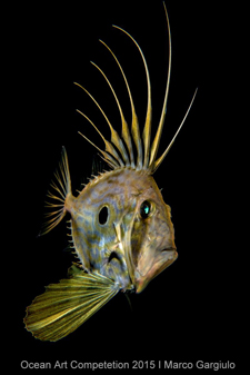 "John Dory" 2nd Place - Marco Gargiulo