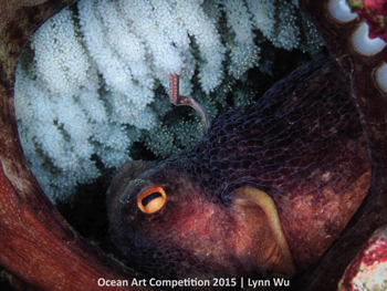 "Octopus Cares For Her Eggs" 2nd Place - Lynn Wu