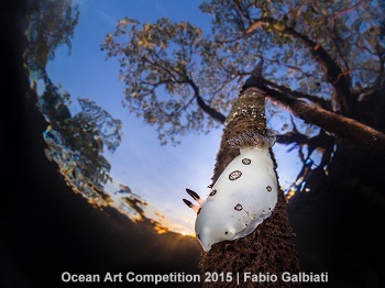 "Mangrove Sunset" 2nd Place - Fabio Galbiati