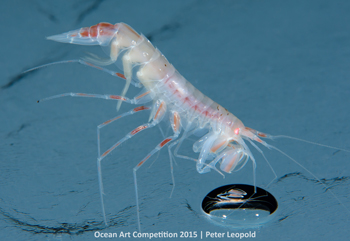 "Mirror Mirror on the Wall" 2nd Place - Peter Leopold