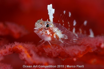 "Red Carpet" 2nd Place - Marco Fierli