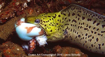 "Poor Octopus" 3rd Place - Jens Schultz