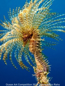 "Mane" 3rd Place - Alessandro Raho