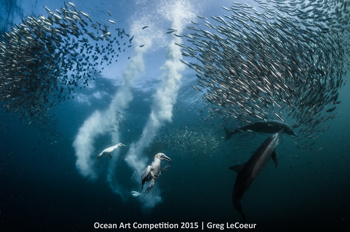 "Sardine Run" 3rd Place – Greg Lecoeur