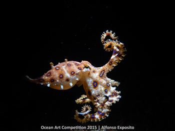 "Blue Ringed" 3rd Place - Alfonso Jesús Expósito Díaz-Álvarez