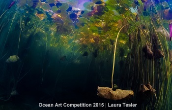"Water Lilies" 3rd Place - Laura Tesler