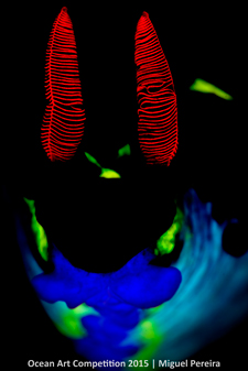 "Neon" 3rd Place - Miguel Pereira