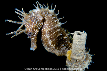 "The Charm of the Simplicity" 3rd Place - Roberto Strafella