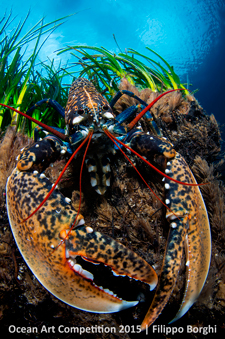 "L’astice" 3rd Place - Filippo Borghi