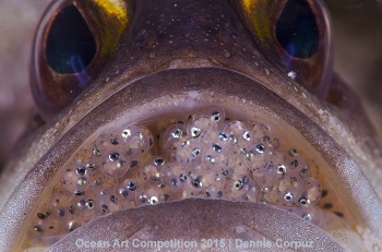 "Full of Eggs" 3rd Place - Dennis Corpuz