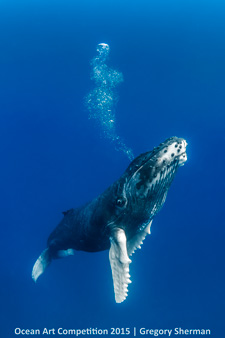 "Humpback Calf" 3rd Place – Gregory Sherman