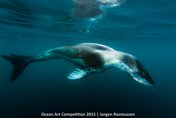 "Top Predator Checking You Out" 4th Place - Jorgen Rasmussen