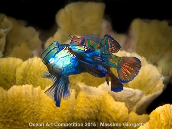 "Mating" 4th Place – Massimo Giorgetta