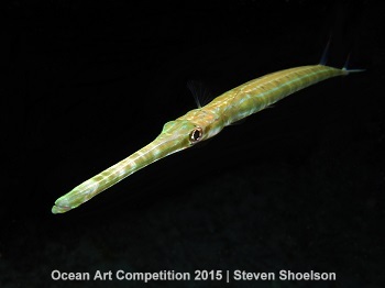 "Night Owl Cornetfish" 4th Place - Steven Shoelson