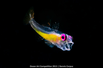 "Yawning Goby" 4th Place - Dennis Corpuz