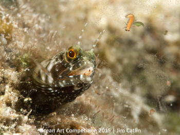 "Mouthful" 4th Place - Jim Catlin