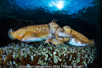 "Cuttlefish in Love" 4th Place - Filippo Borghi