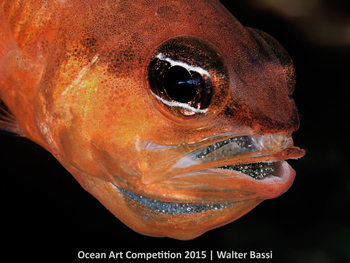 "Sweet Dad" 4th Place - Walter Bassi