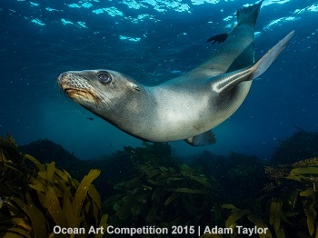 "California Sea Lion" 4th Place - Adam Taylor