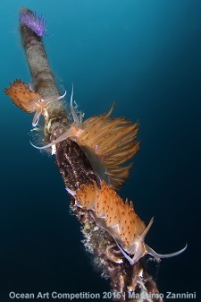 "Tree of Life" 4th Place - Massimo Zannini